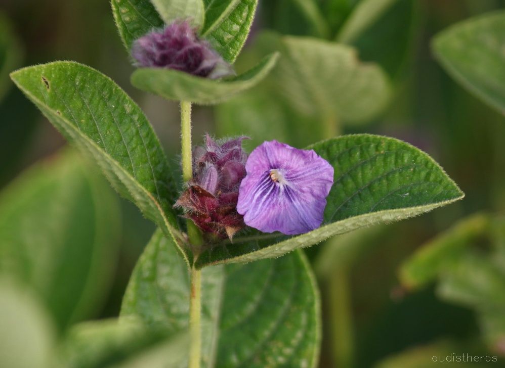 Neuracanthus sphaerostachyus flower10.jpg